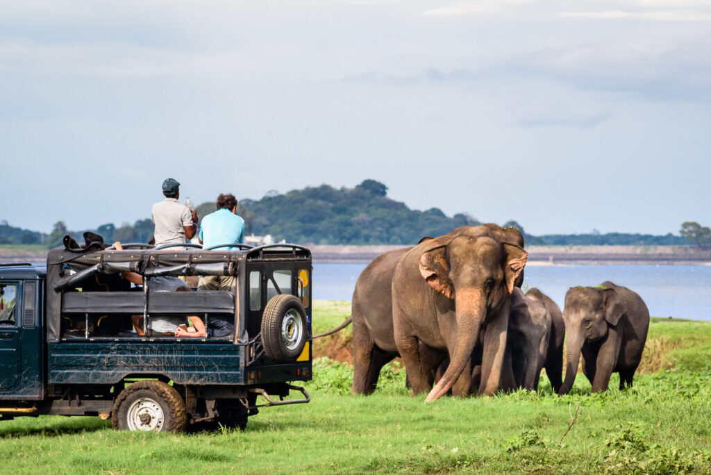 Spotted in the wild: where to see Sri Lanka’s ‘Big Five’