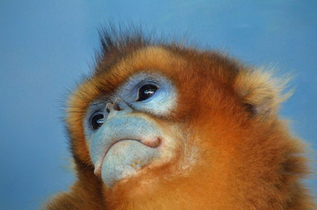 golden snub-nosed monkey Chinese nature reserve 