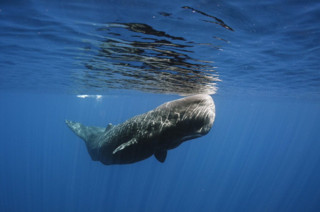 sperm whale Sri Lanka big five 