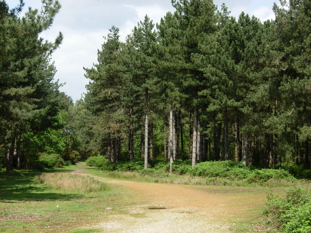 Dunwich Forest cycling Suffolk