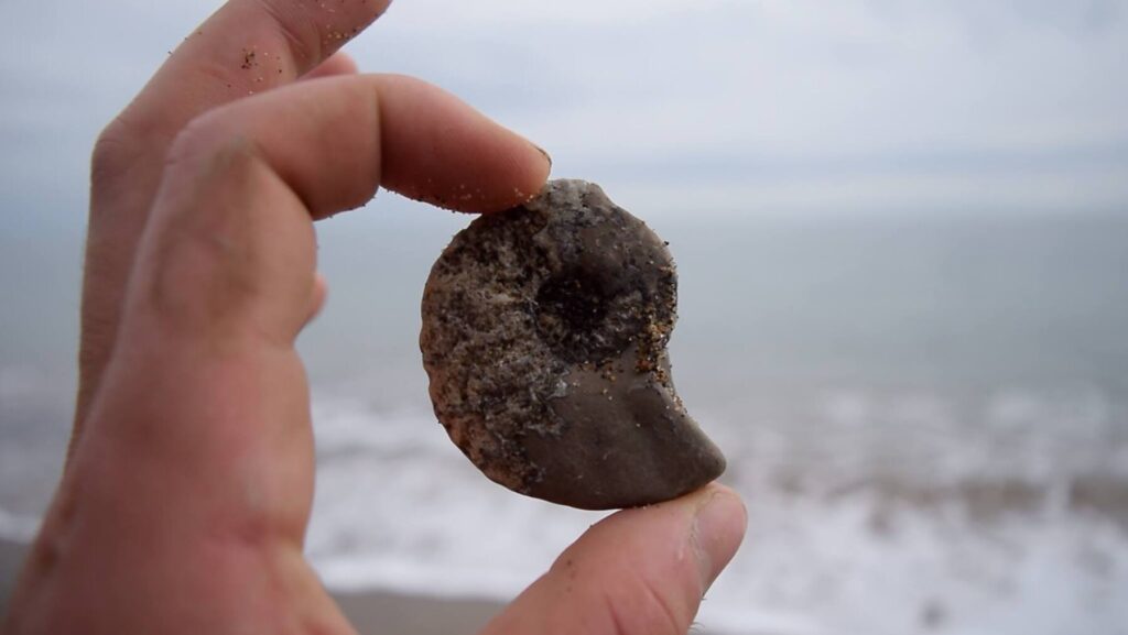 This image has an empty alt attribute; its file name is Fossil_Isle_of_Wight_TB_Wight_Coast_Fossils-1024x577.jpg