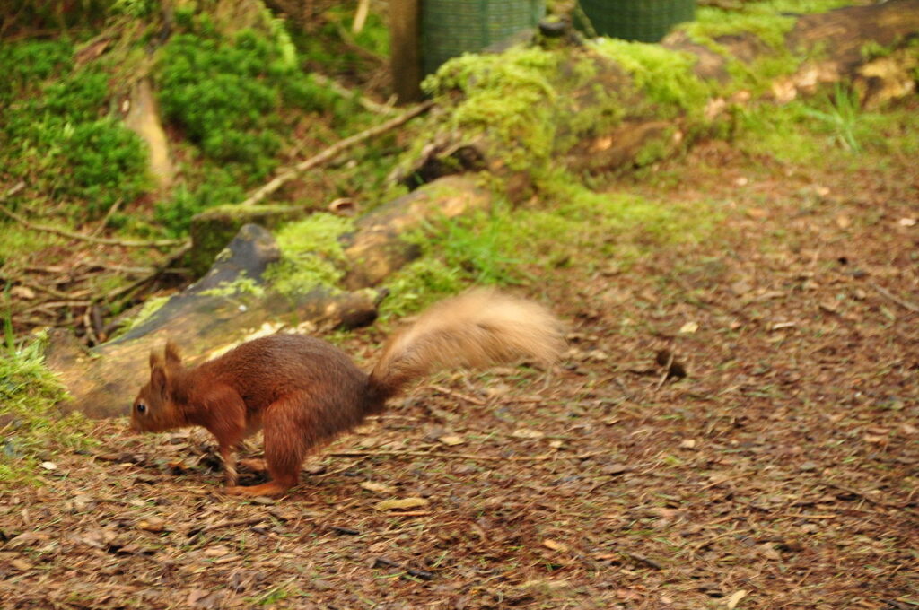 Red squirrels woodland experiences 