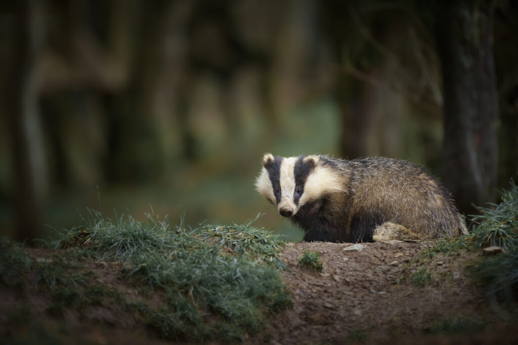 Badger woodland experience 