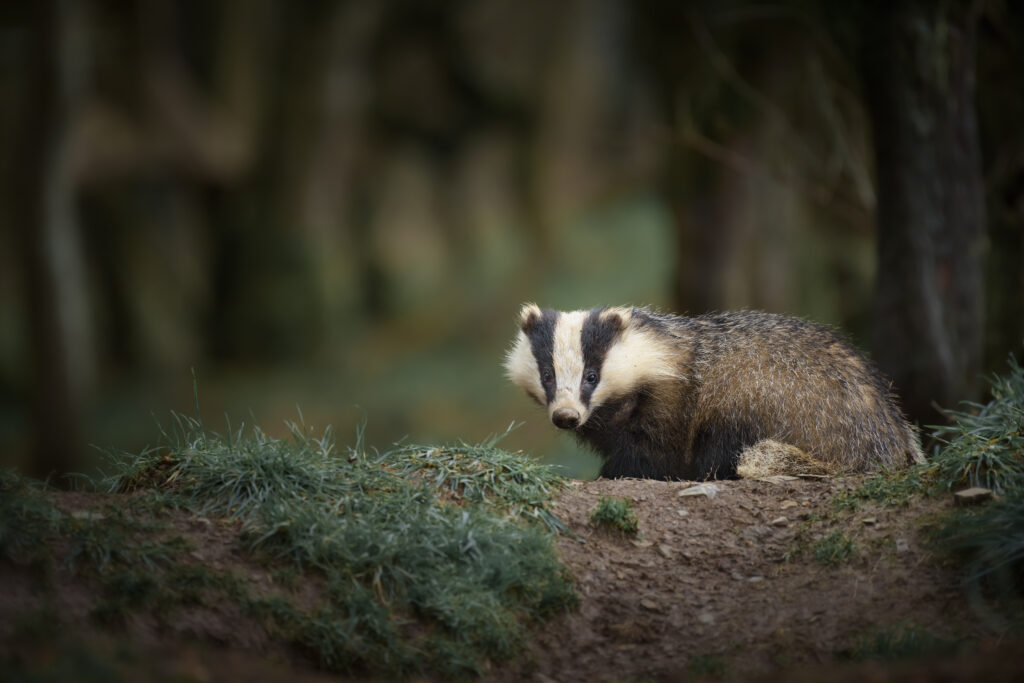 Badger woodland experience