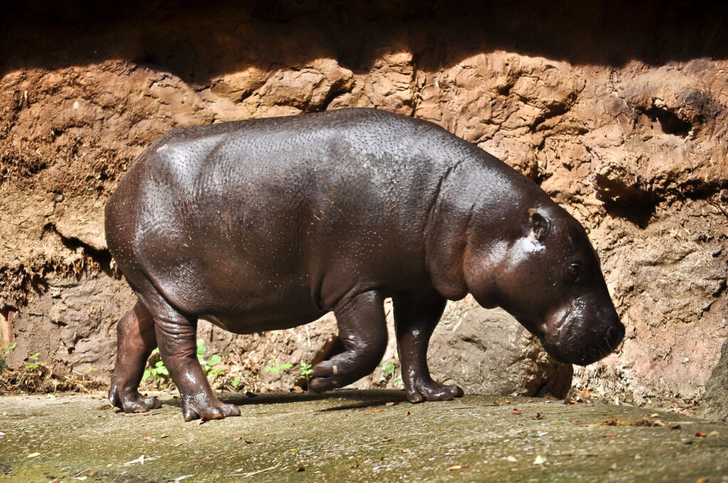 Hippo in Taï National Park Ivory Coast 