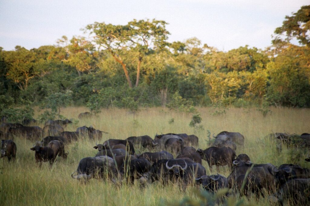 Kasungu National Park Malawi wildlife 