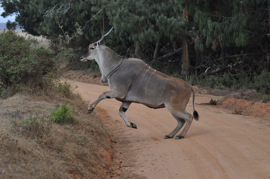 Nyika National Park Malawi wildlife 