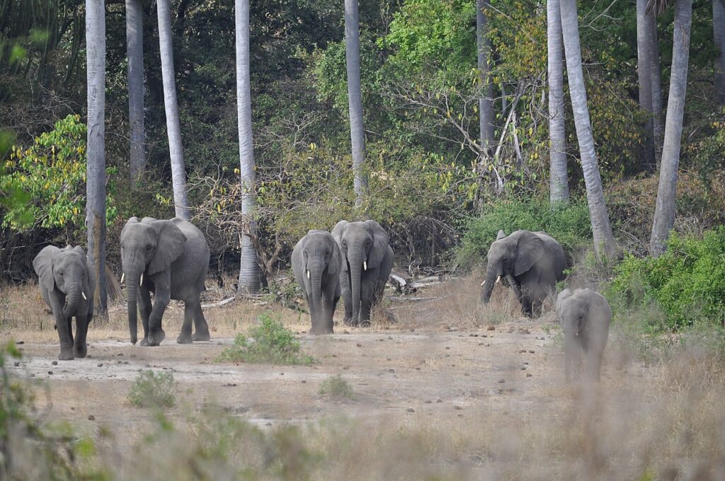 Nkhotakota Wildlife Reserve Malawi wildlife 