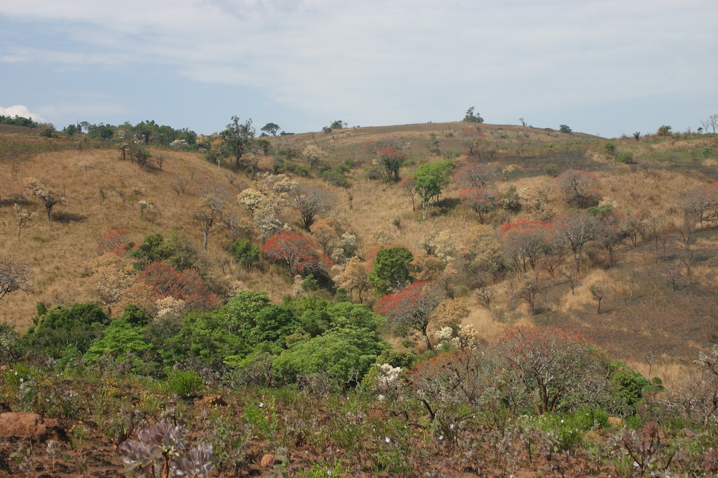 Viphya Highlands Malawi wildlife 