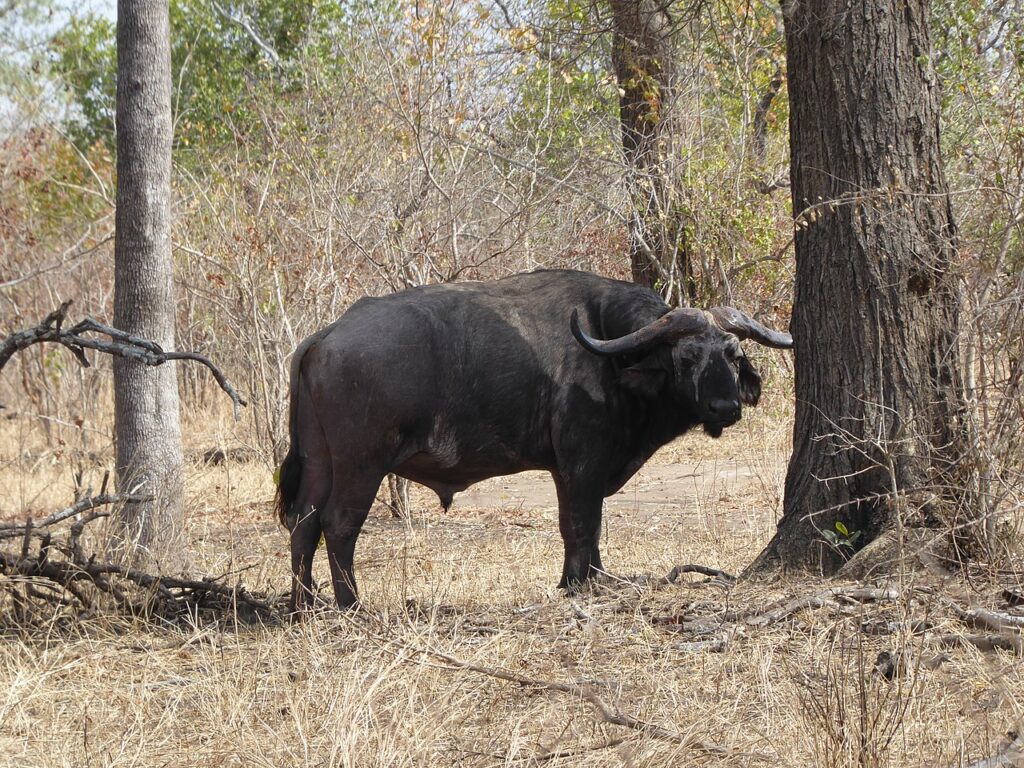 Majete Wildlife Reserve Malawi 
