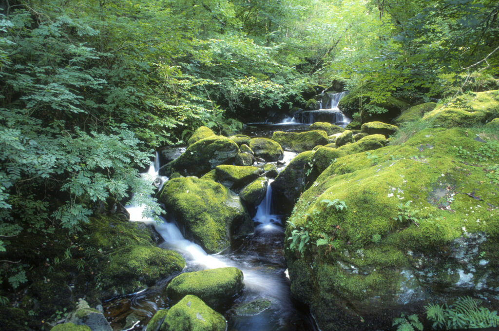 Celtic rainforest Snowdonia 