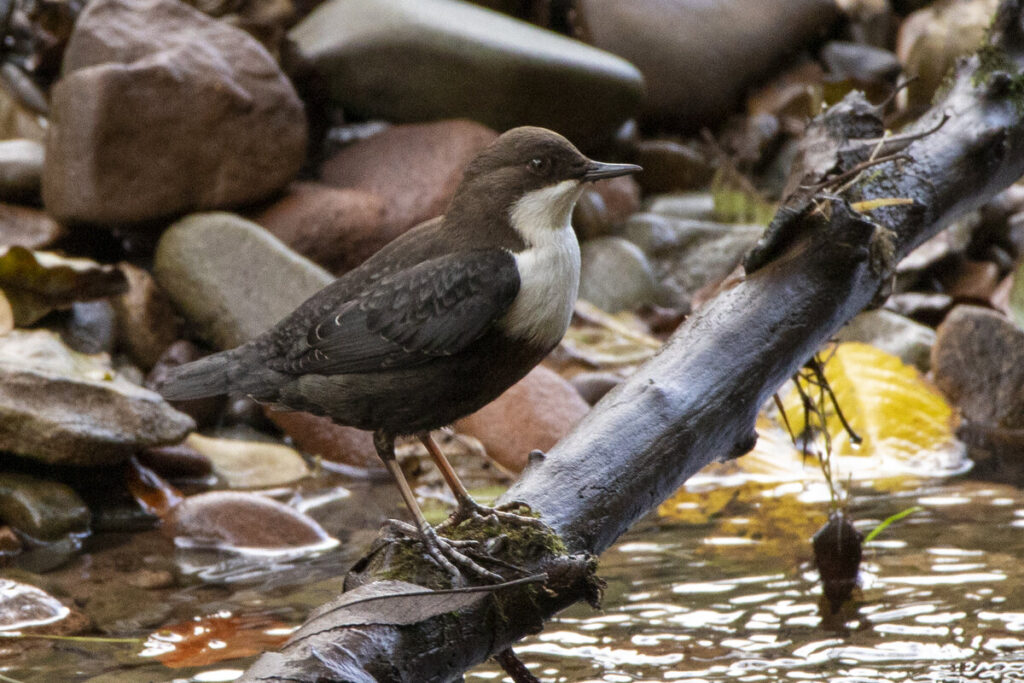 Dipper rainforest Snowdonia wildlife 