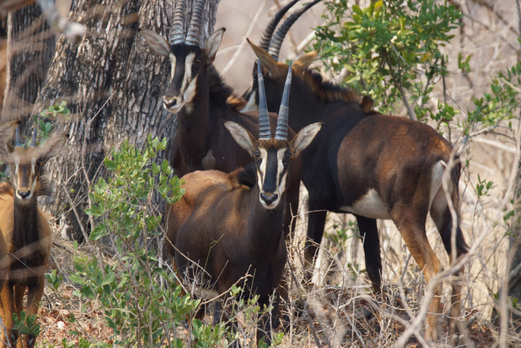 Liwonde National Park Malawi wildlife 