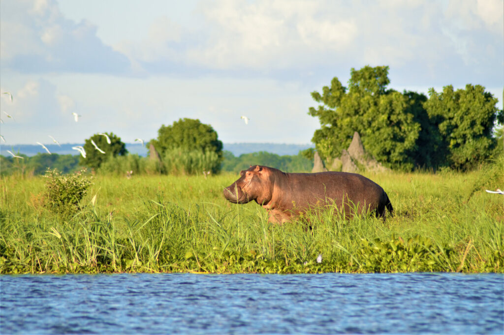Malawi: the ultimate wildlife guide