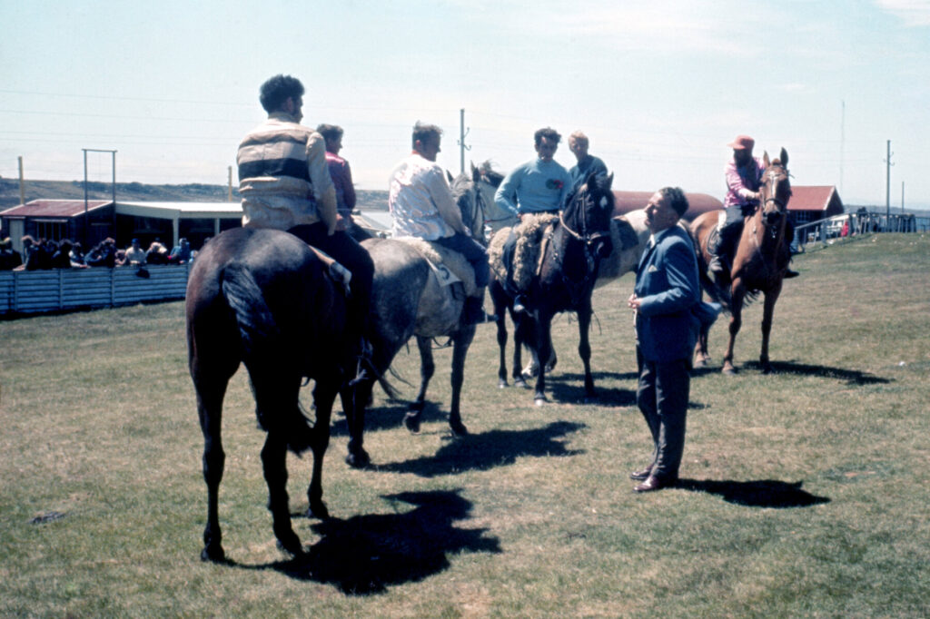 horses Falkland Islands 