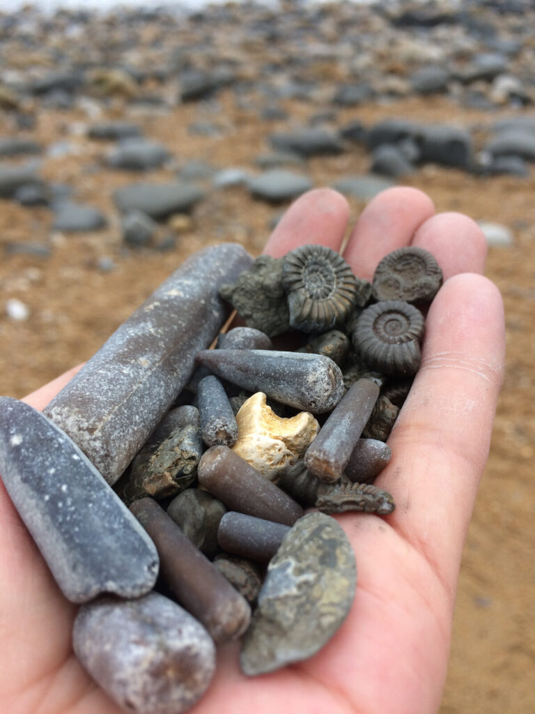 Jurassic Coast fossils 