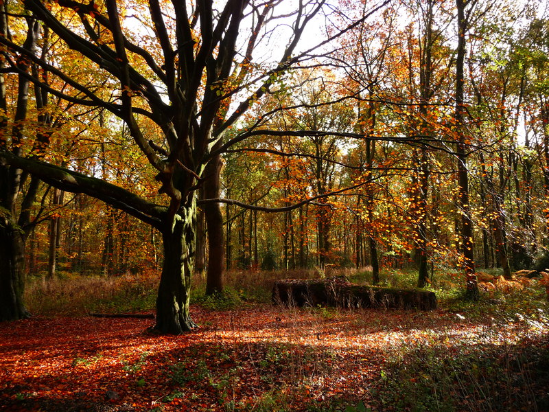 Savernake forest Britain woods 