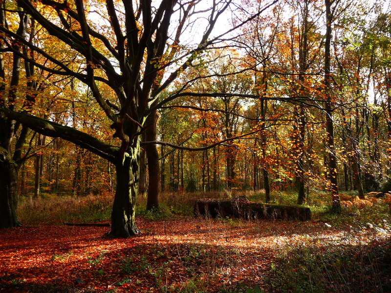 Savernake forest Britain woods 