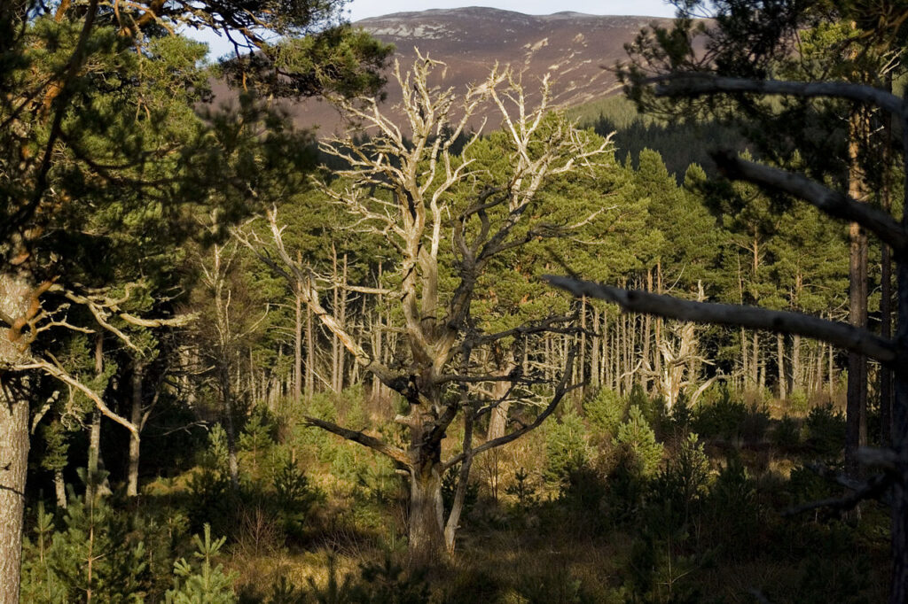 Speysife forest Britain woods 