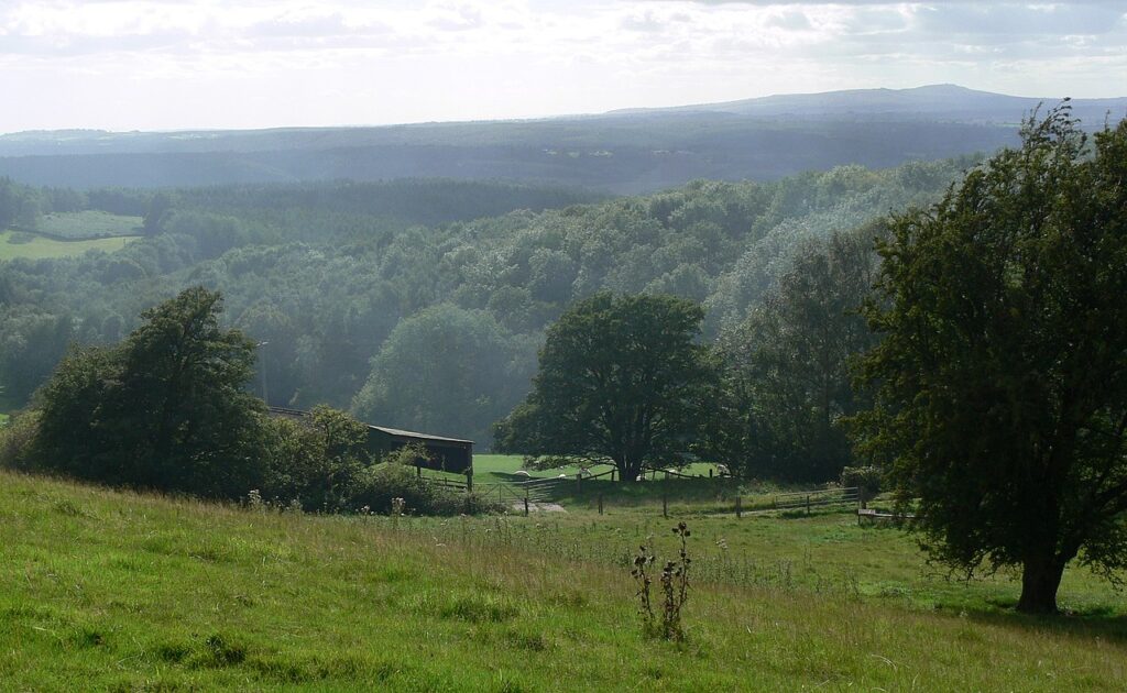 Wyre Forest Britain woods 