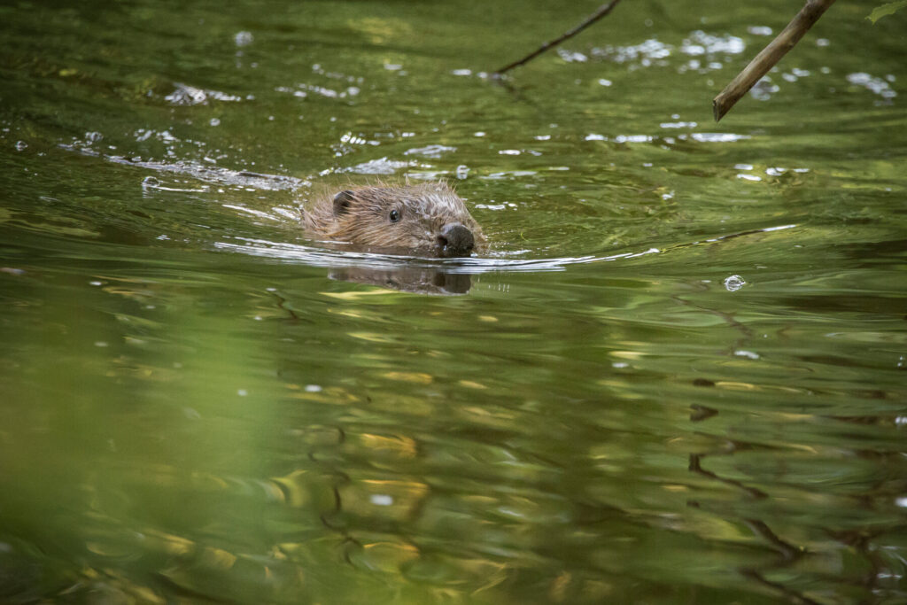 Beaver River Otter Jurassic Coast