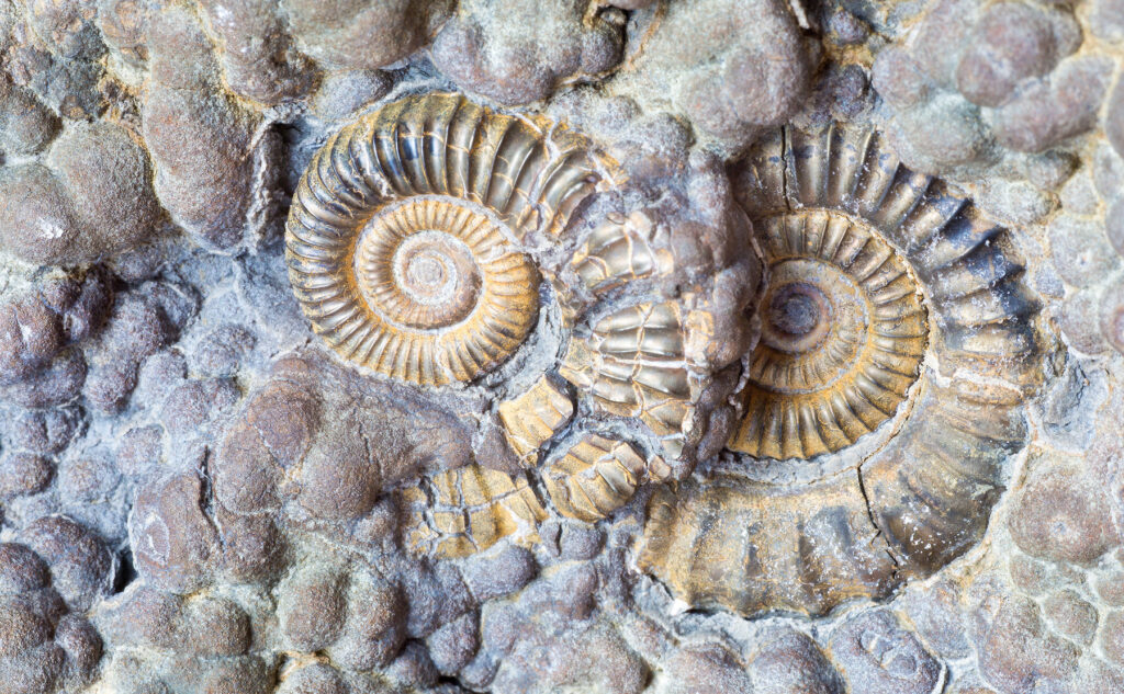 Lower Jurassic ammonites Lyme Regis 
