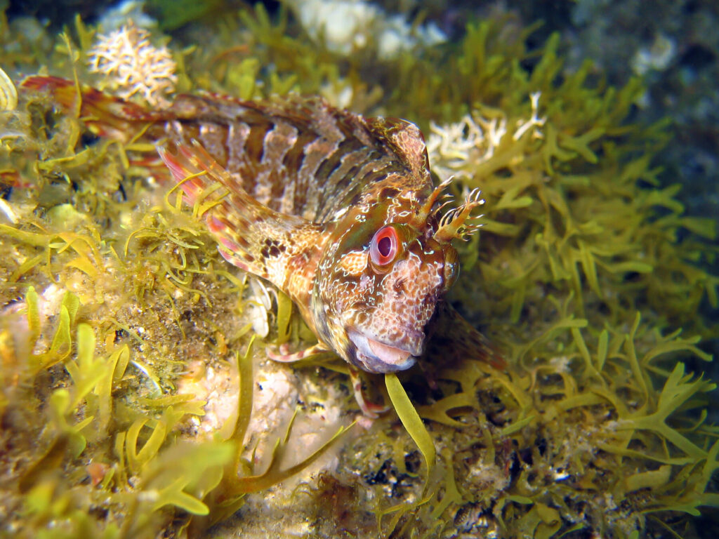 tompot blenny jurassic coast 