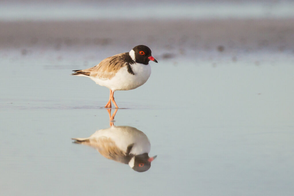 This image has an empty alt attribute; its file name is hooded_plover_thinornis_rubricollis_esperance_western_australia_jukka_jantunen_shutterstock-1024x683.jpg