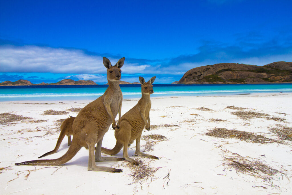 Lucky Bay Esperance Western Australia 