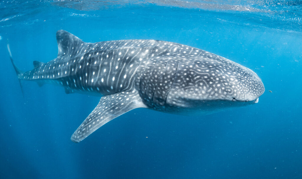 Whale shark Ningaloo Western Australia 