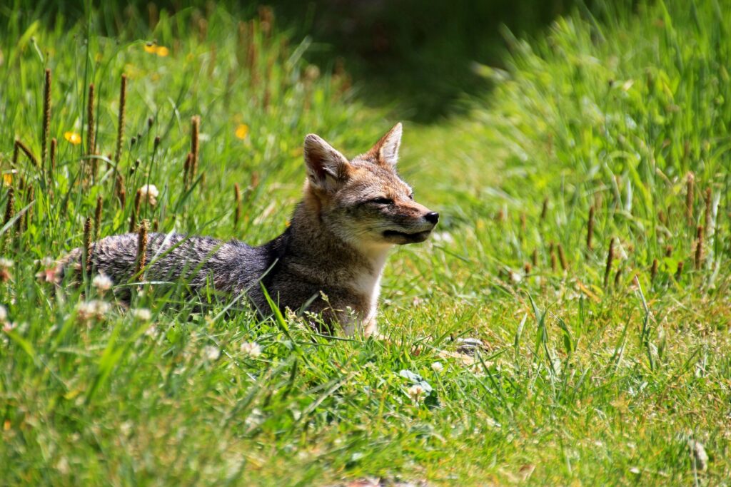 Andean fox in the grass.