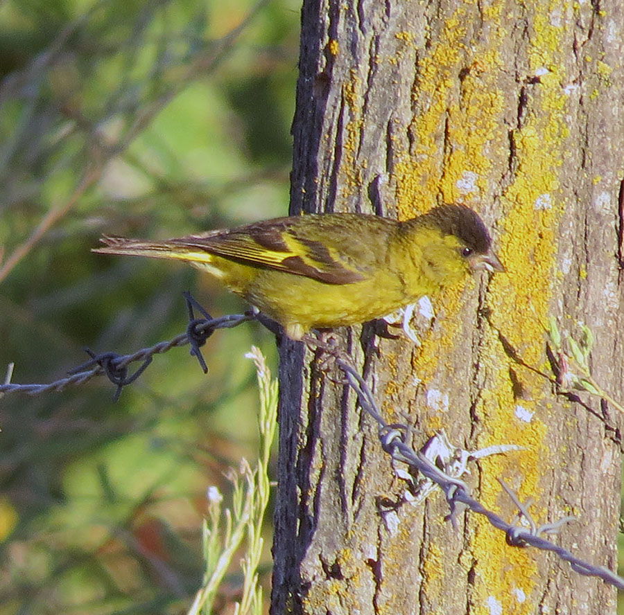 Black-chinned siskins Port Howard