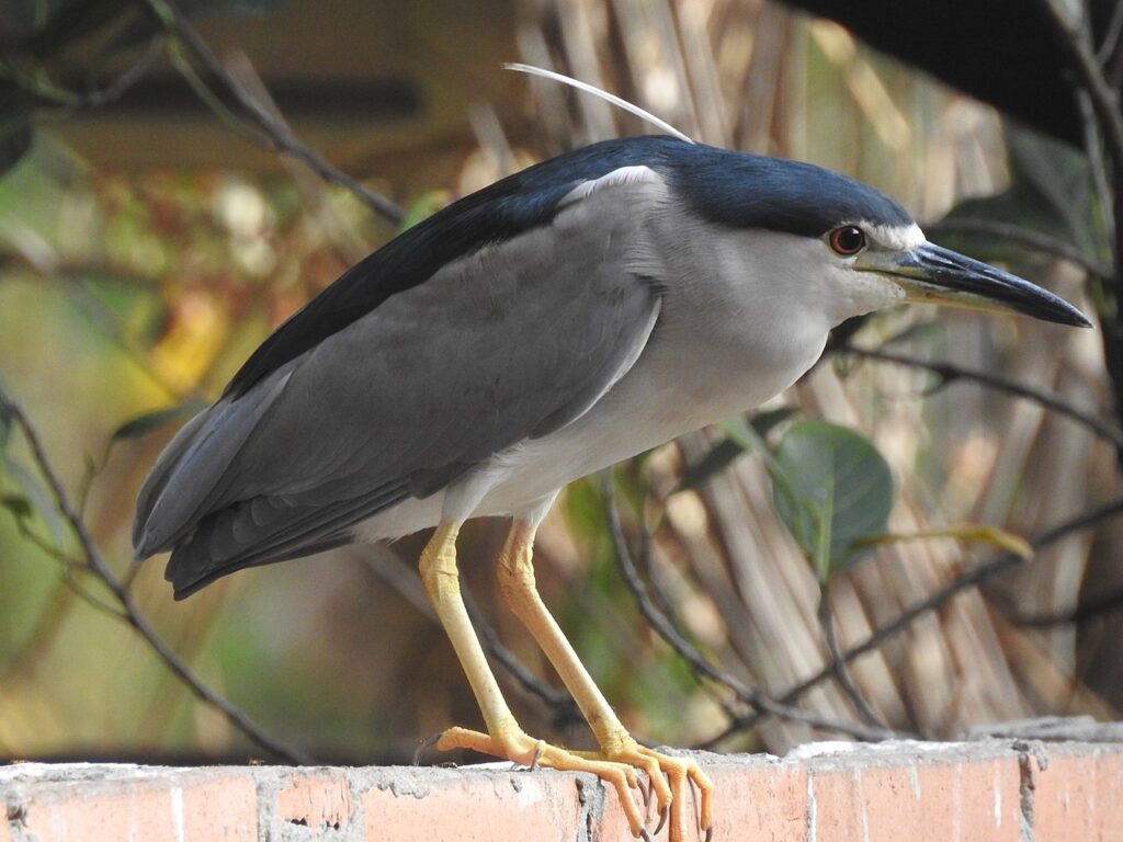 black-crowned night herons Port Howard 