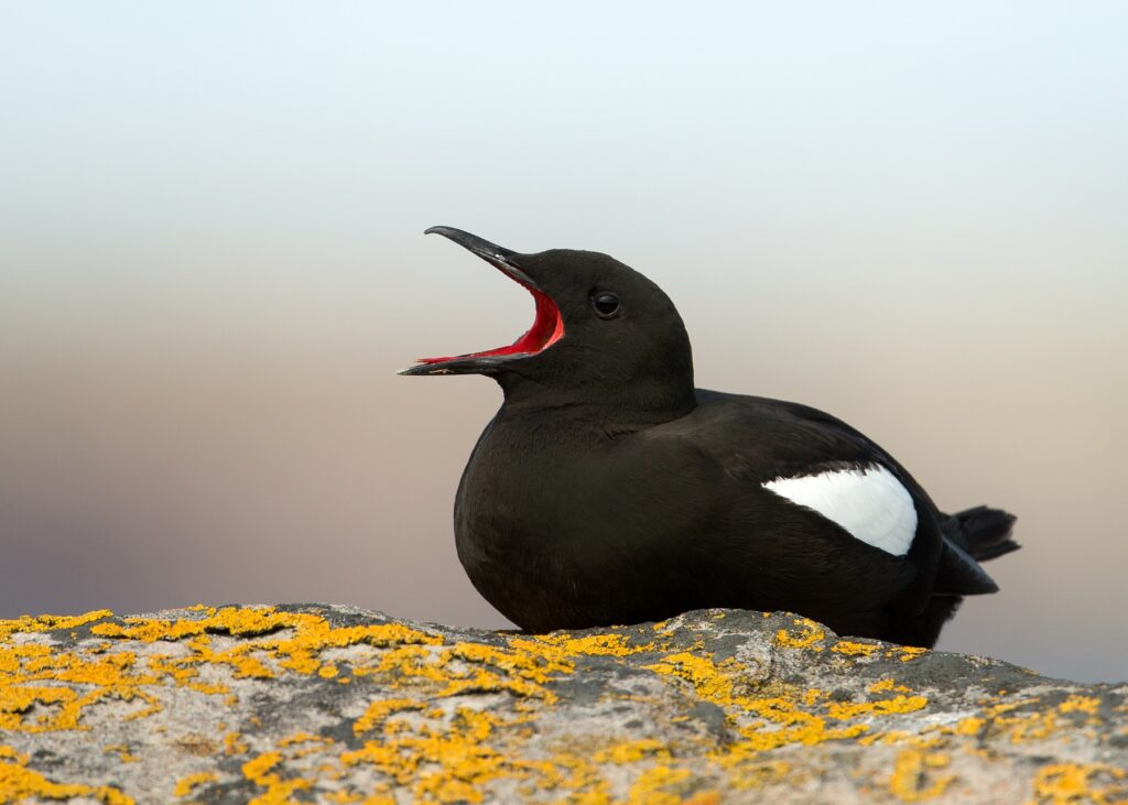 Black guillemot on a rock. Wildlife in Shetland, Scotland. 