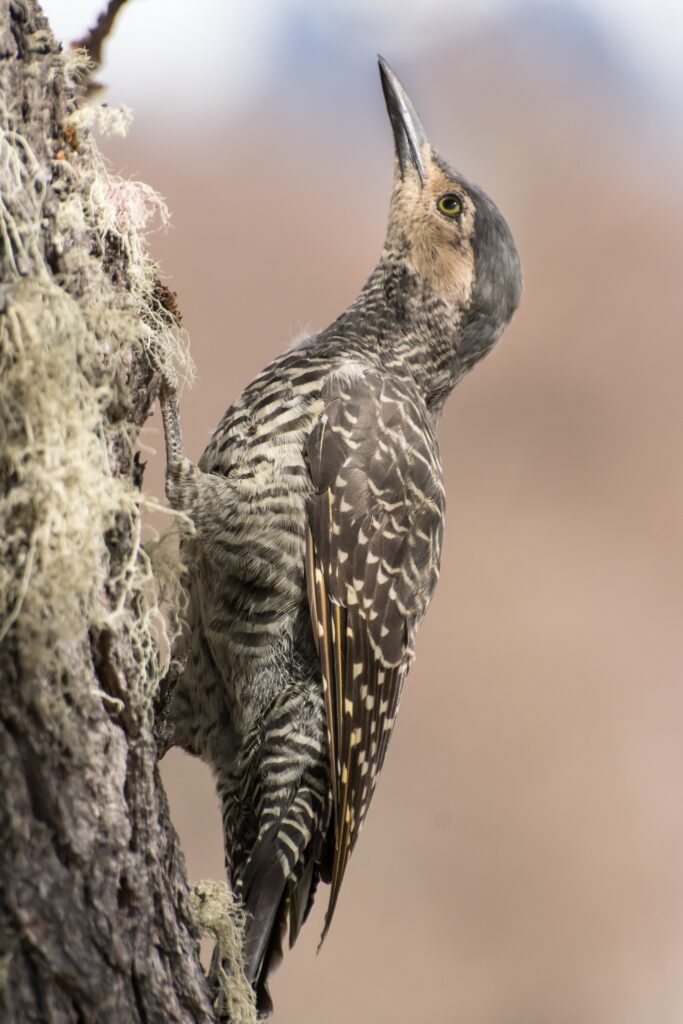 This image has an empty alt attribute; its file name is Chilean-Flicker_Carretera-Austral_ecerovi2016_shutterstock-683x1024.jpg