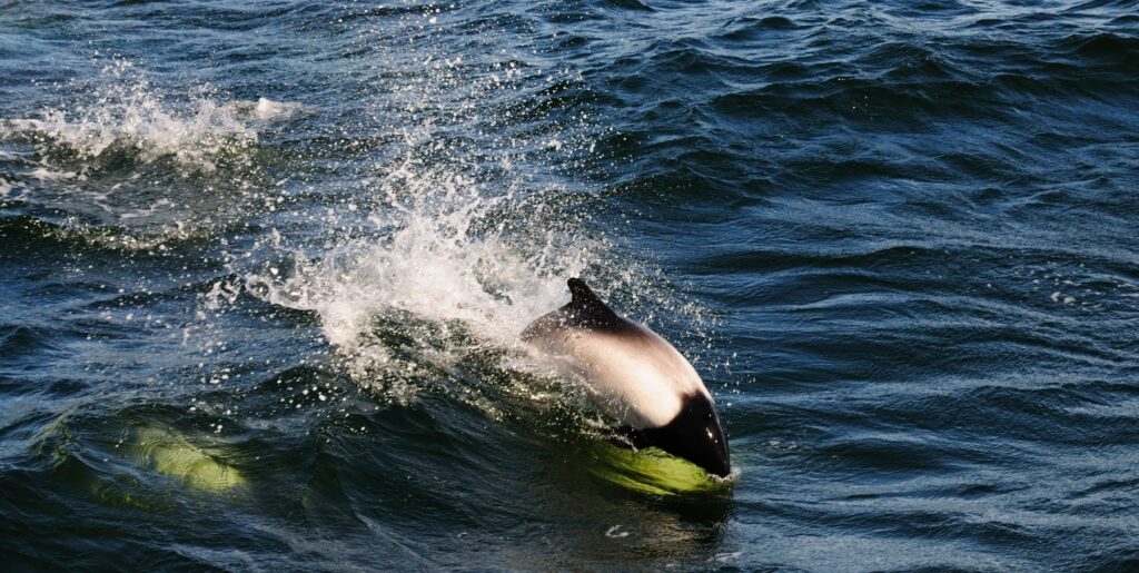 Dolphin West Point Island