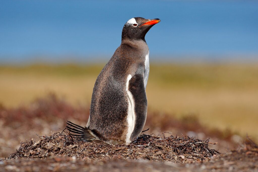 Gentoo penguins Saunders Island 
