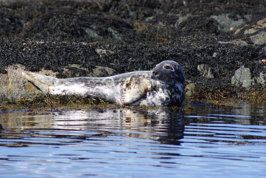 Grey seal off the Islay coast, Scotland