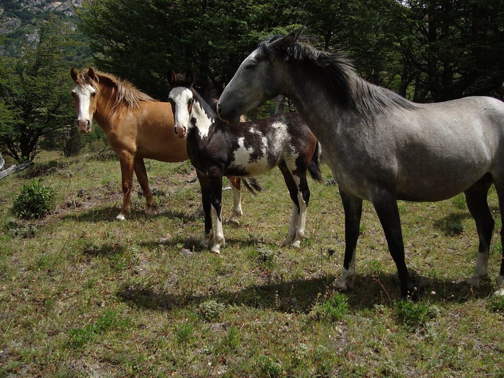 Horses Cerro Castillo 