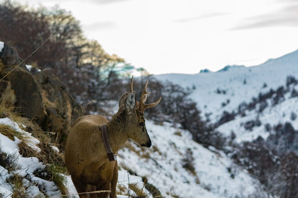 This image has an empty alt attribute; its file name is Huemul_Reserva_Cerro_Castillo_Carrtera_Austral_Fotogalilea_Wikimedia_Commons-1024x682.jpg