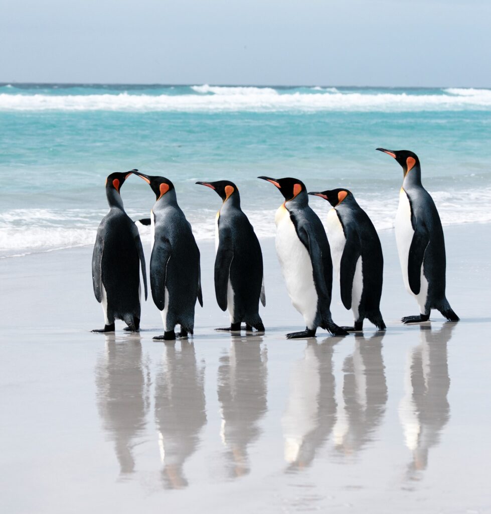 Volunteer Point king penguins