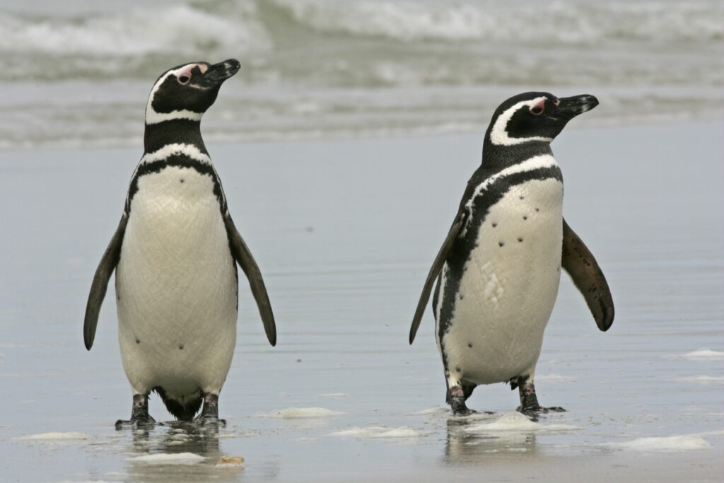magellanic penguins Saunders Island