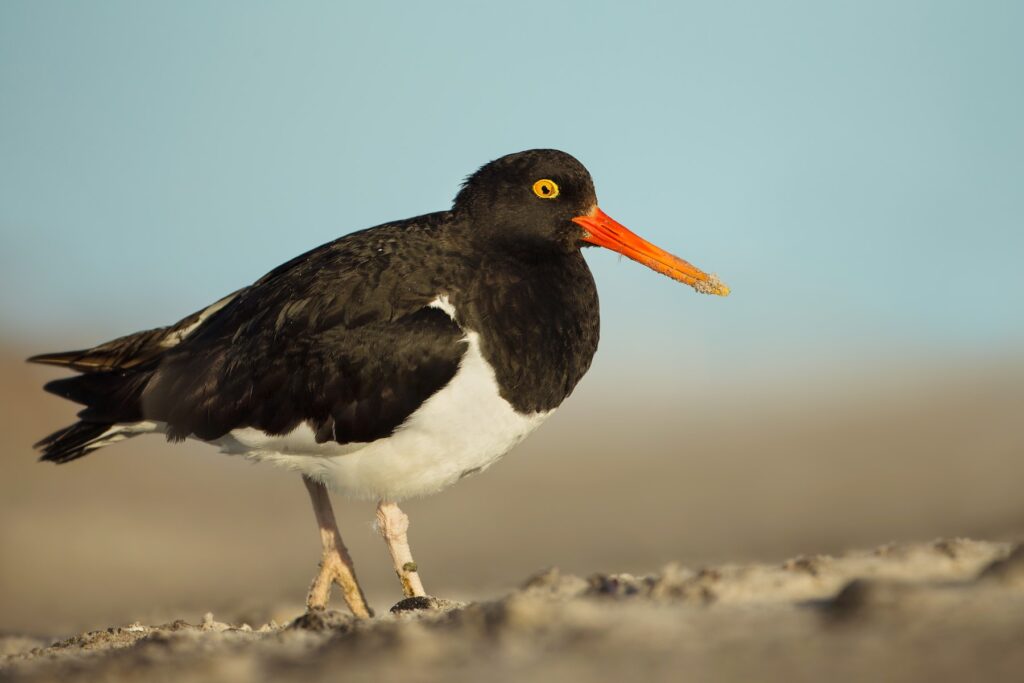 This image has an empty alt attribute; its file name is Oystercatcher_Falkland_Islands_Shutterstock_Giedriius-1024x683.jpg