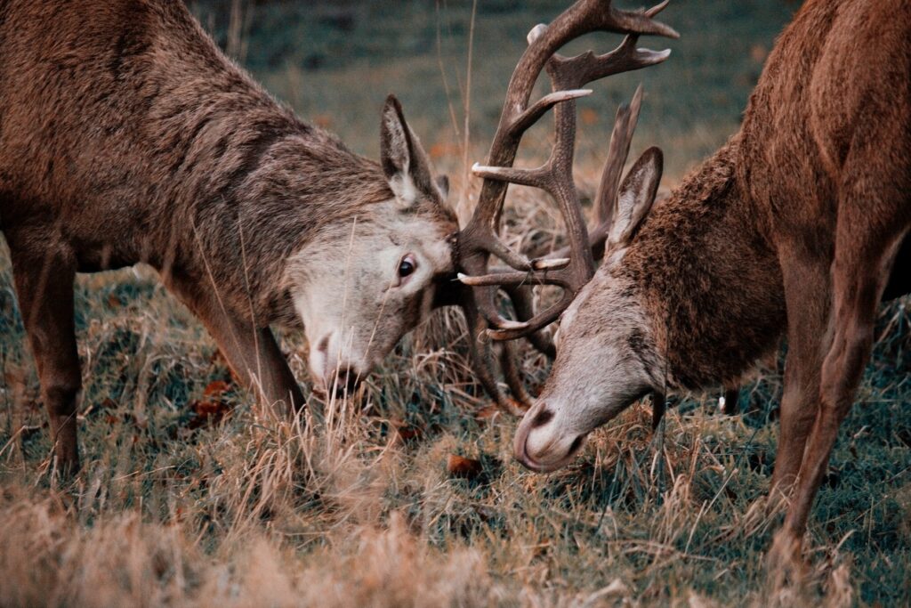 Information on wildlife in Scotland including deer