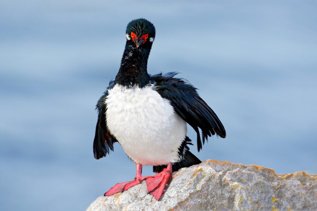 This image has an empty alt attribute; its file name is Rock_Shag_with_red_bill_Falkland_Islands_Shutterstock_Ondrej_prosicky-1024x683.jpg