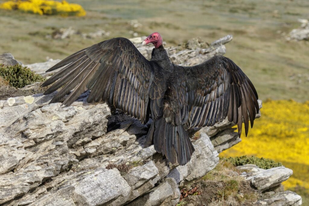 This image has an empty alt attribute; its file name is Turkey_vulture_Falkland_Islands_Shutterstock_David_Osborn-1024x683.jpg