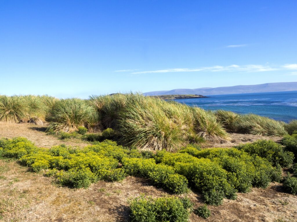 This image has an empty alt attribute; its file name is Tussac_grass_Falkland_Islands_Shutterstock_Vladislav_T._Jirousek-1024x768.jpg