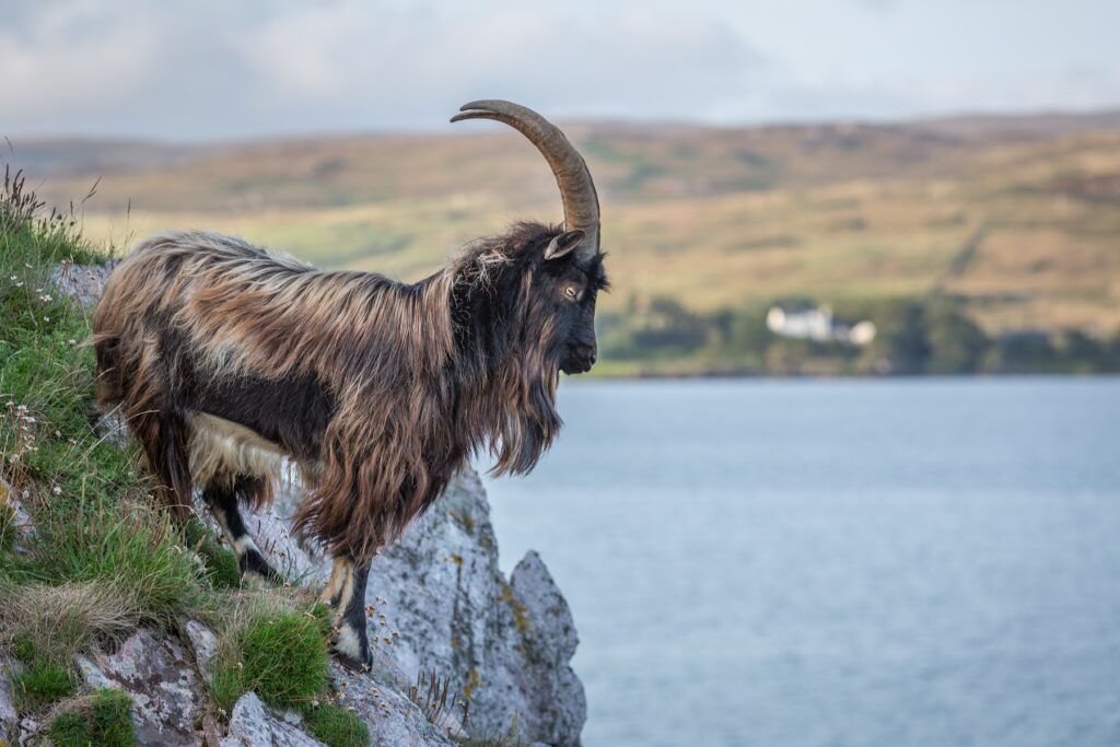 Wild goat in Islay, Inner Hebrides, West Coast of Scotland