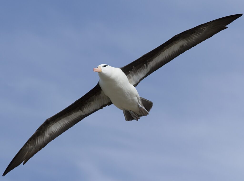 Albatross West Point Island 