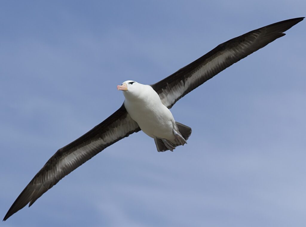 Albatross West Point Island
